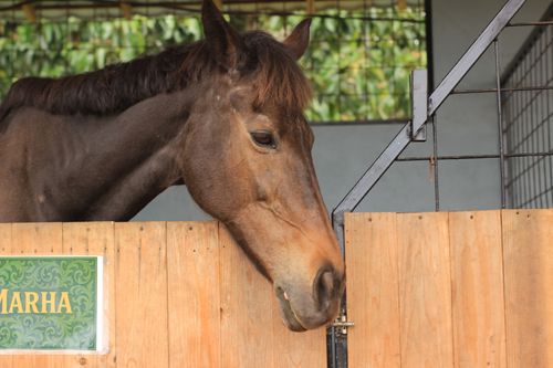 Free Close-up of a bay horse peering over a wooden fence in its stable. Calm and natural setting. Stock Photo