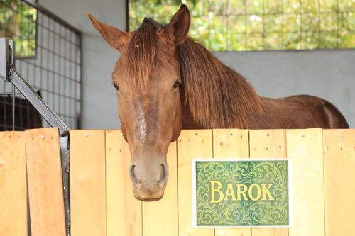 Free A brown horse peeking over a stable fence with a decorative nameplate saying 'Barok'. Stock Photo