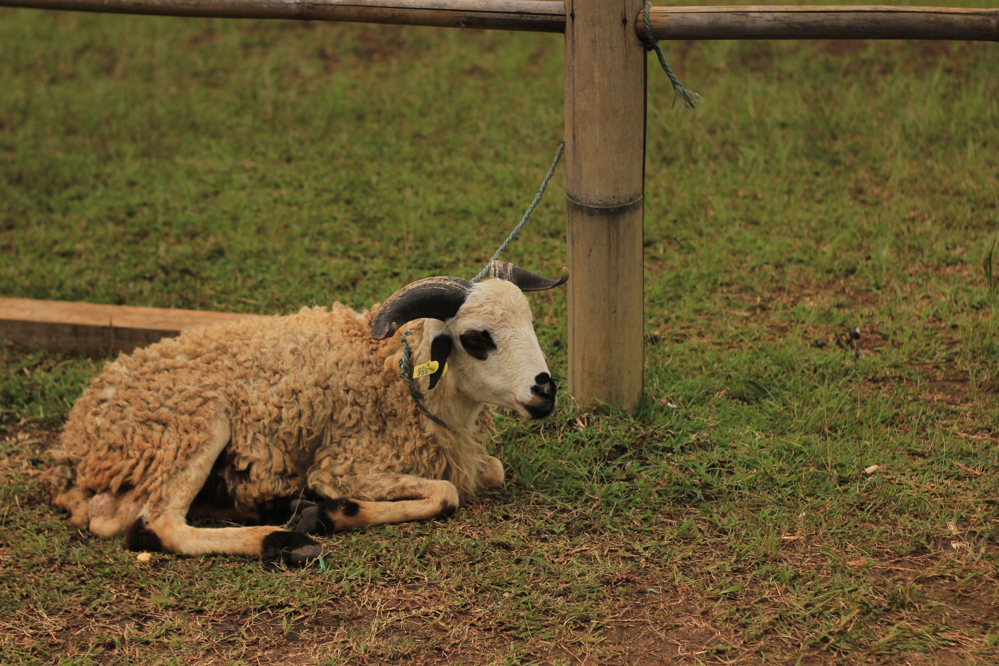 A horned sheep resting on a grassy farm field, tied to a wooden fence.