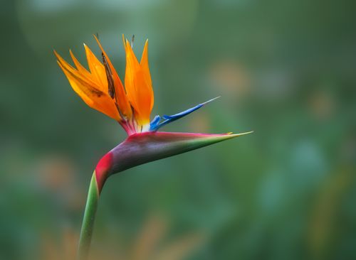 Free Detailed macro photo of a colorful Bird of Paradise flower against a green background. Stock Photo
