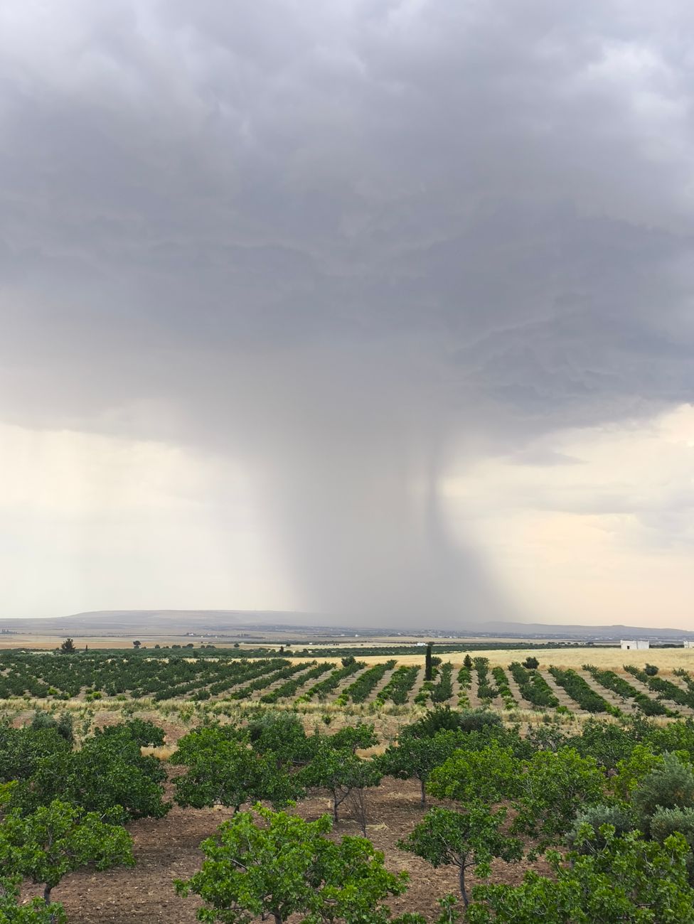 Thunderstorm, hail and gusts up to 90 km/h reach the Coimbra region