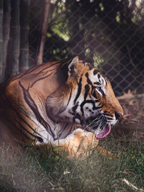 Free A Bengal tiger rests peacefully in Kukas Zoo, Rajasthan, India, showcasing its striking stripes and regal presence. Stock Photo
