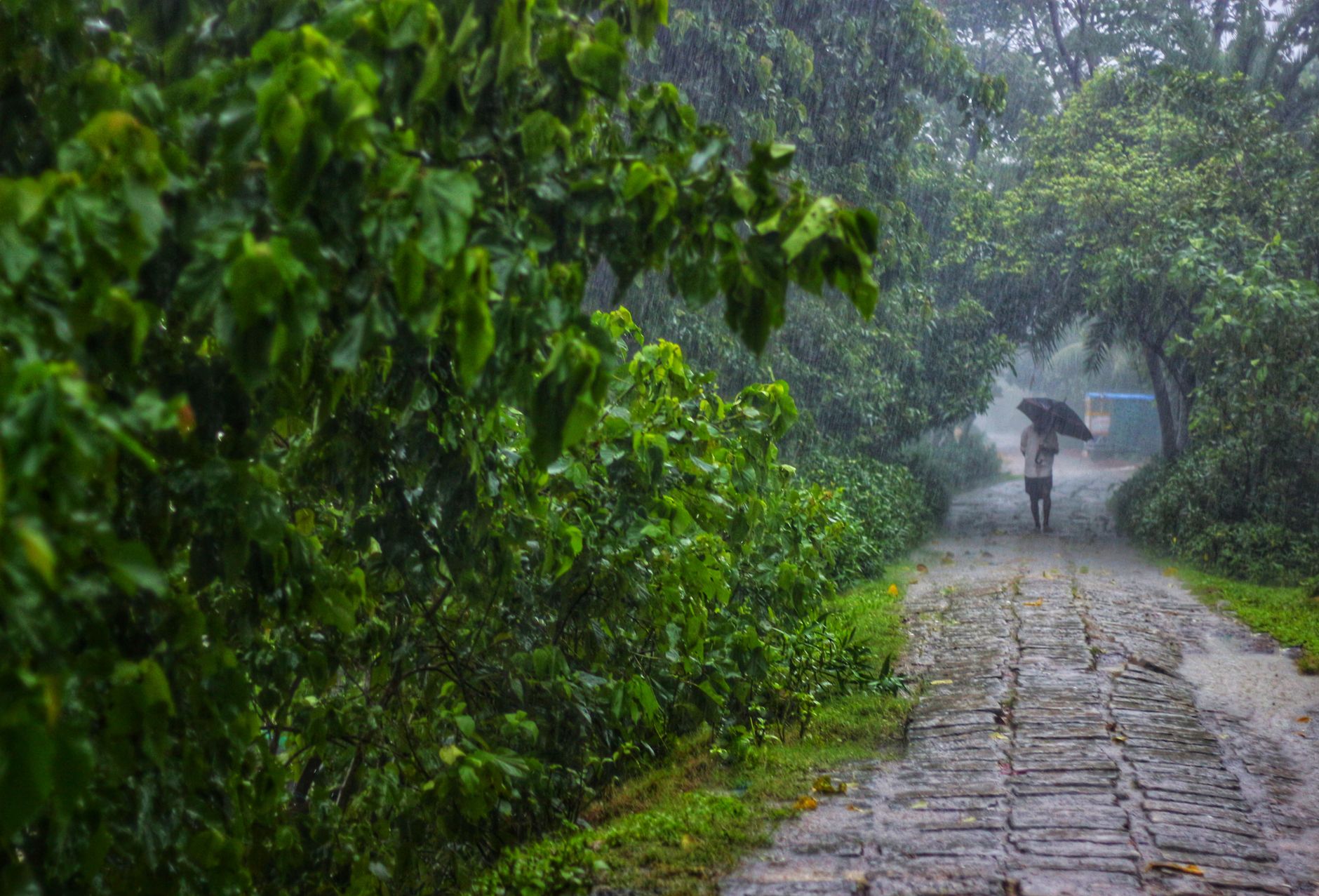 Featured image for the article: Delhi-NCR monsoon walks: fireflies, fungi and night wildlife