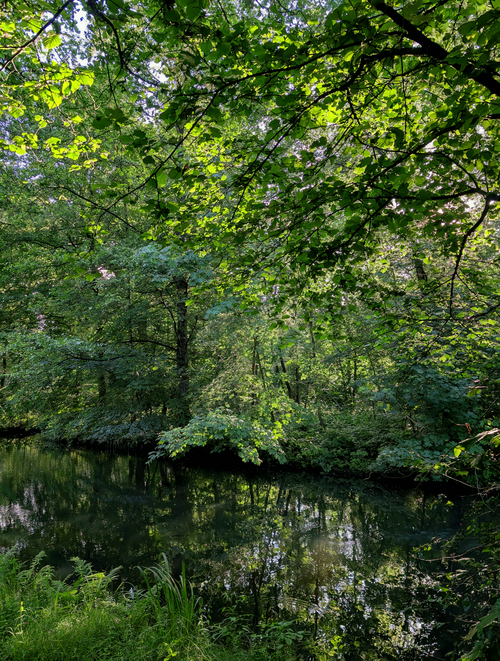 Free Peaceful forest scene with a sunlit stream and lush greenery. Stock Photo
