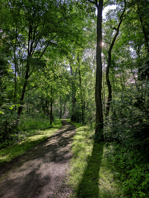Free A tranquil path through a lush, sunlit forest during summer, exuding calm and serenity. Stock Photo