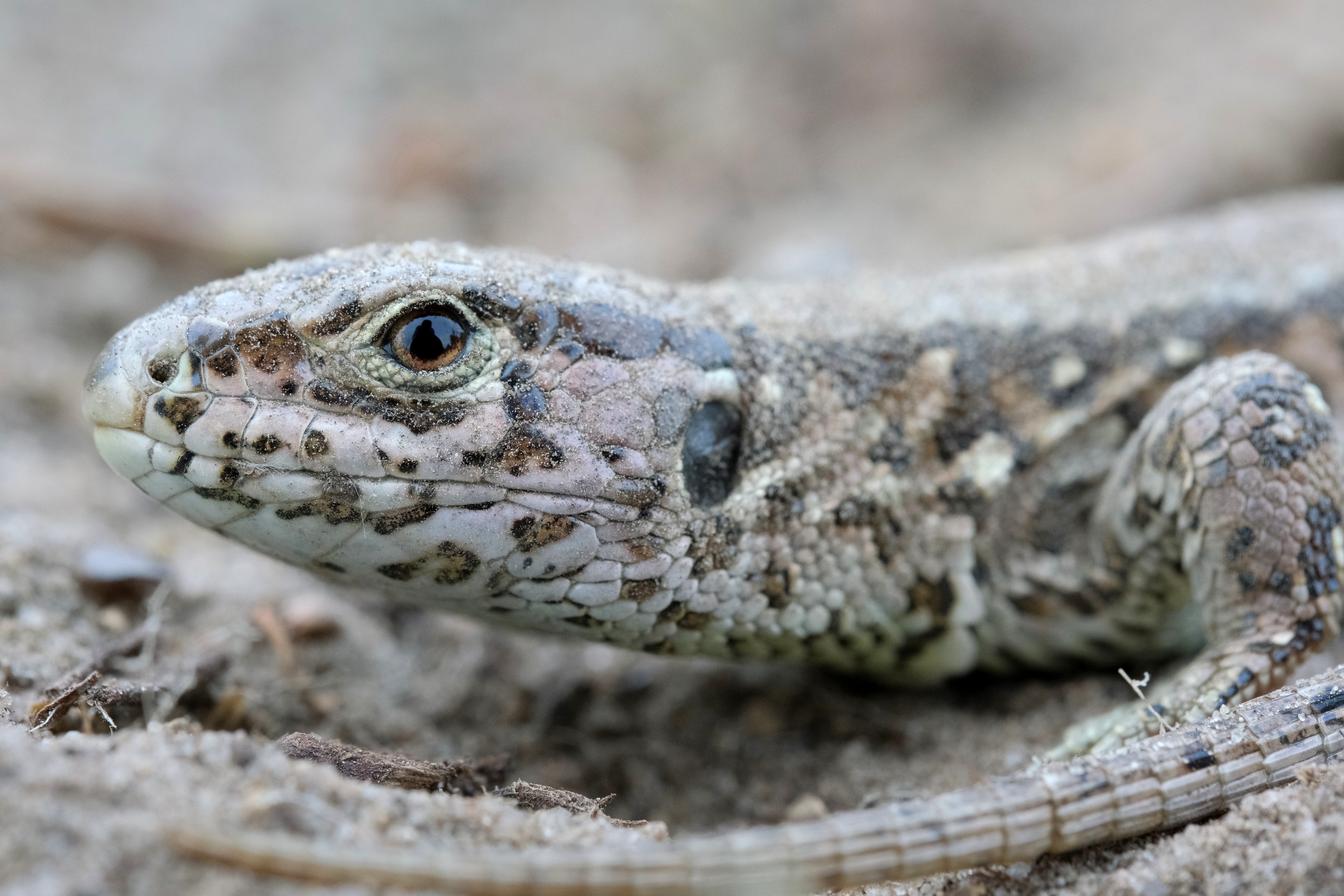 ¿Reptiles en la era de la inteligencia artificial? Un nuevo algoritmo que podría revolucionar la enseñanza de máquinas