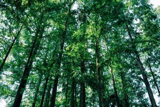 A vibrant green forest scene with towering trees reaching towards the sky, embodying serenity.