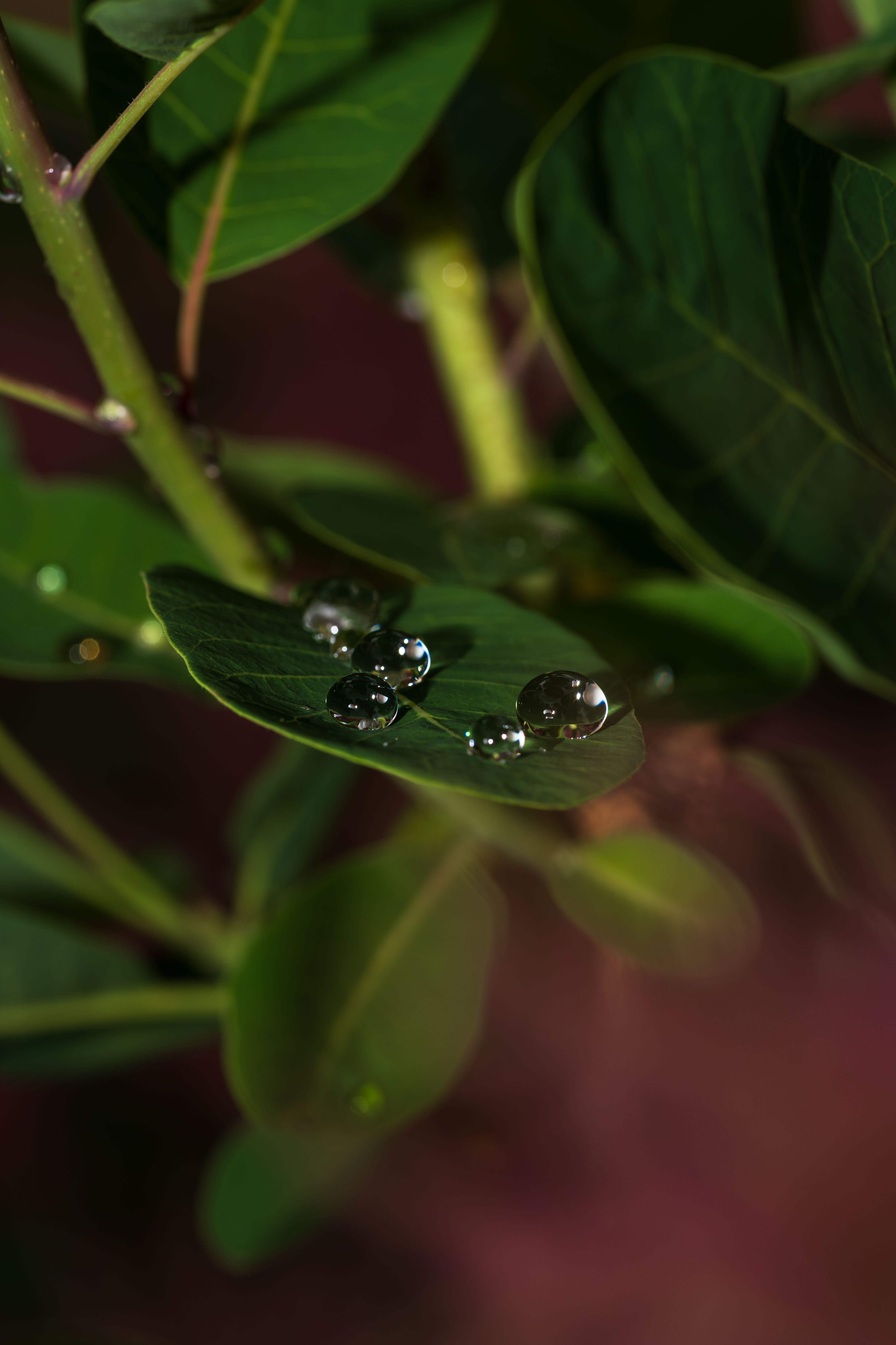 A detailed macro shot of water droplets resting on vibrant green leaves.. detailed, macro, shot