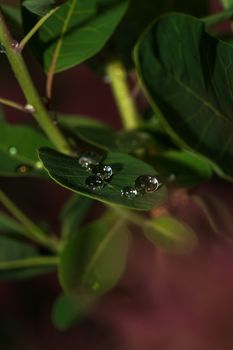 A detailed macro shot of water droplets resting on vibrant green leaves.. detailed, macro, shot
