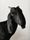 domestic animals