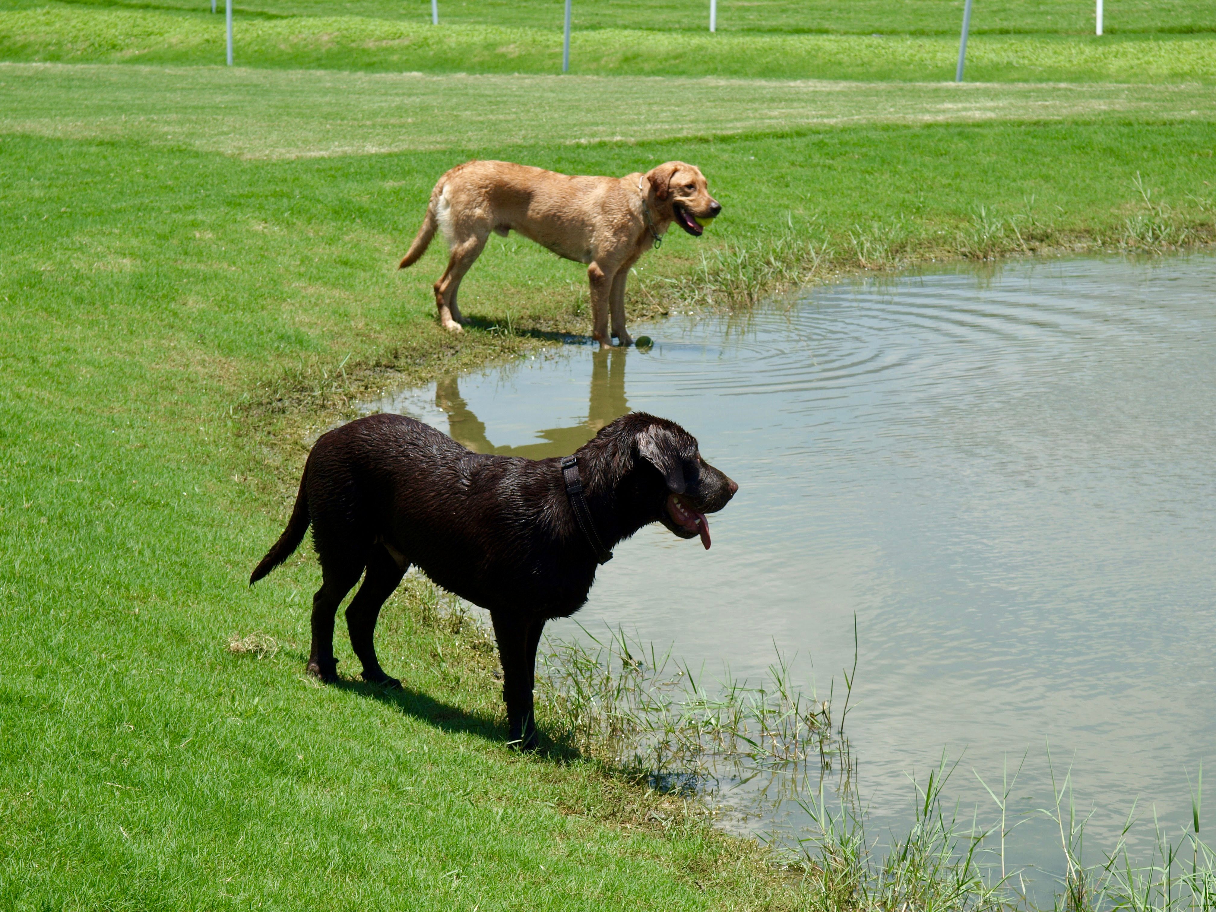 Best Dog-Friendly Hotels in Houston 2026 for Pet Parents