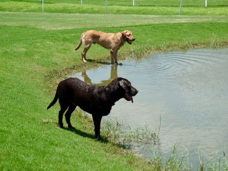 Two Labrador Retrievers by a pond on a sunny day, enjoying the outdoors.