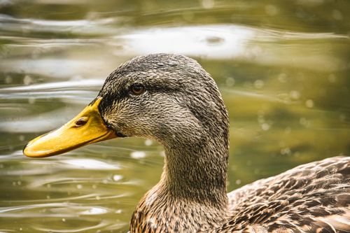 Free Detailed close-up of a common duck swimming calmly on a pond, showcasing its yellow beak and patterned feathers. Stock Photo