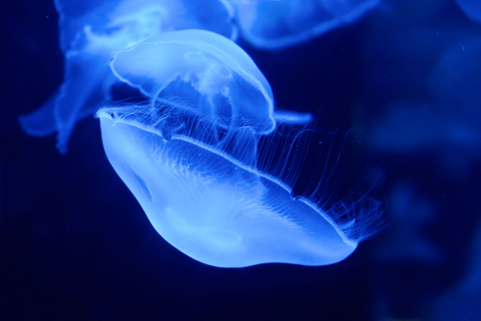 Close-Up Photo of Blue Jellyfish Underwater · Free Stock Photo
