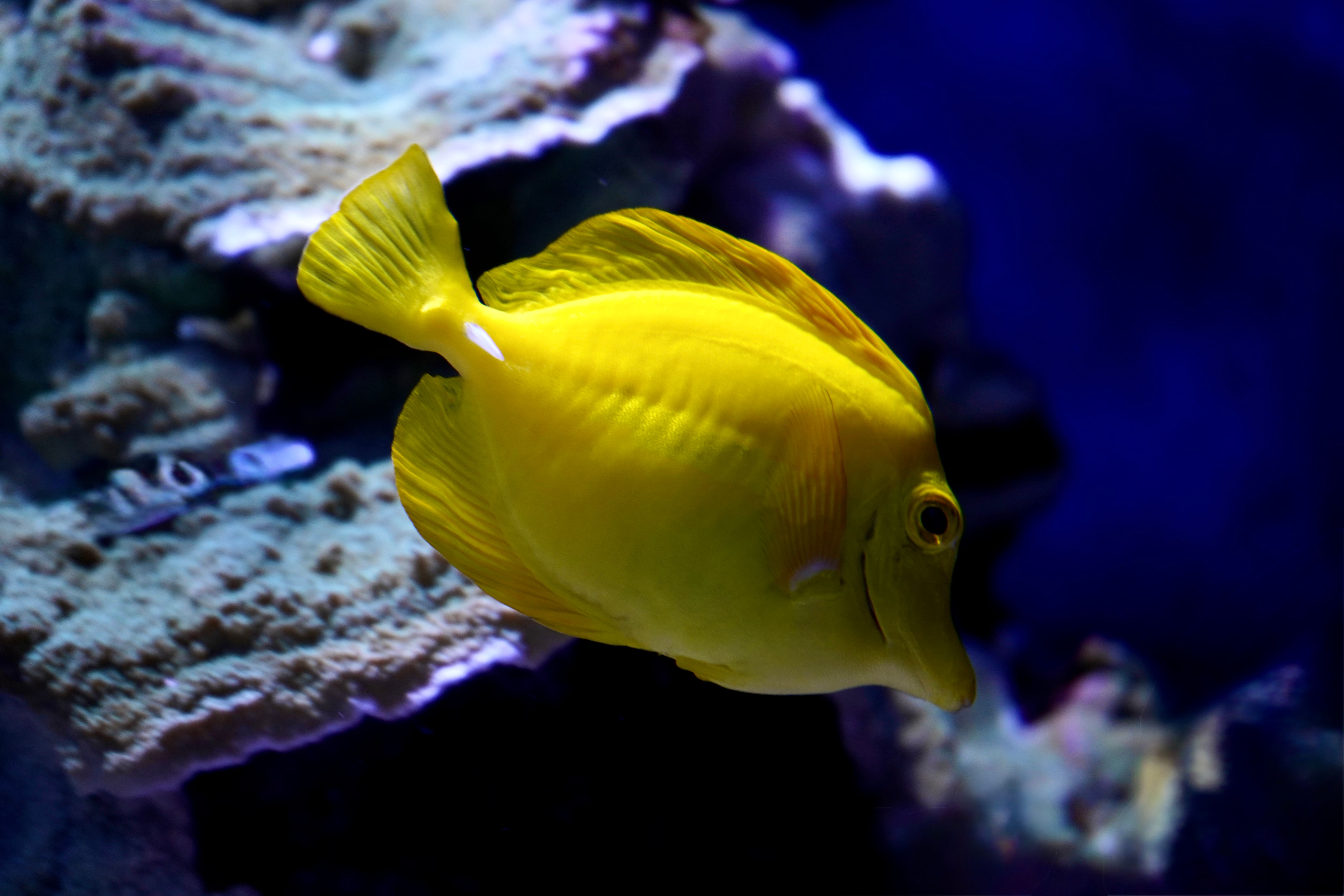 Vivid yellow Tang fish swimming against coral backdrop in an aquarium environment.