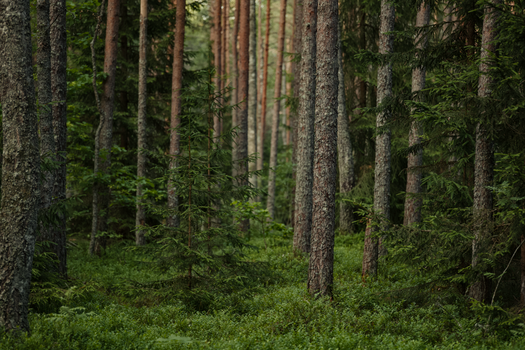 Lush green forest with tall evergreen trees in tranquil boreal scenery.