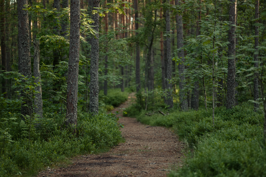 Explore a tranquil forest trail surrounded by lush green foliage, ideal for nature walks and mindfulness.