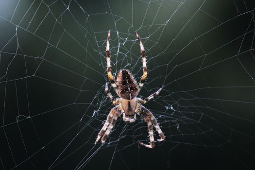 Close-up shot of an Araneus diadematus spider on its intricate web outdoors.