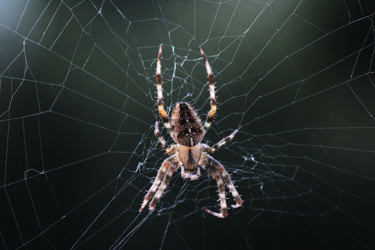 close up shot of an araneus diadematus spider on its intricate web out
