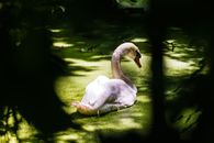 Serene swan resting on a green pond surrounded by lush vegetation in Den Haag, Netherlands.