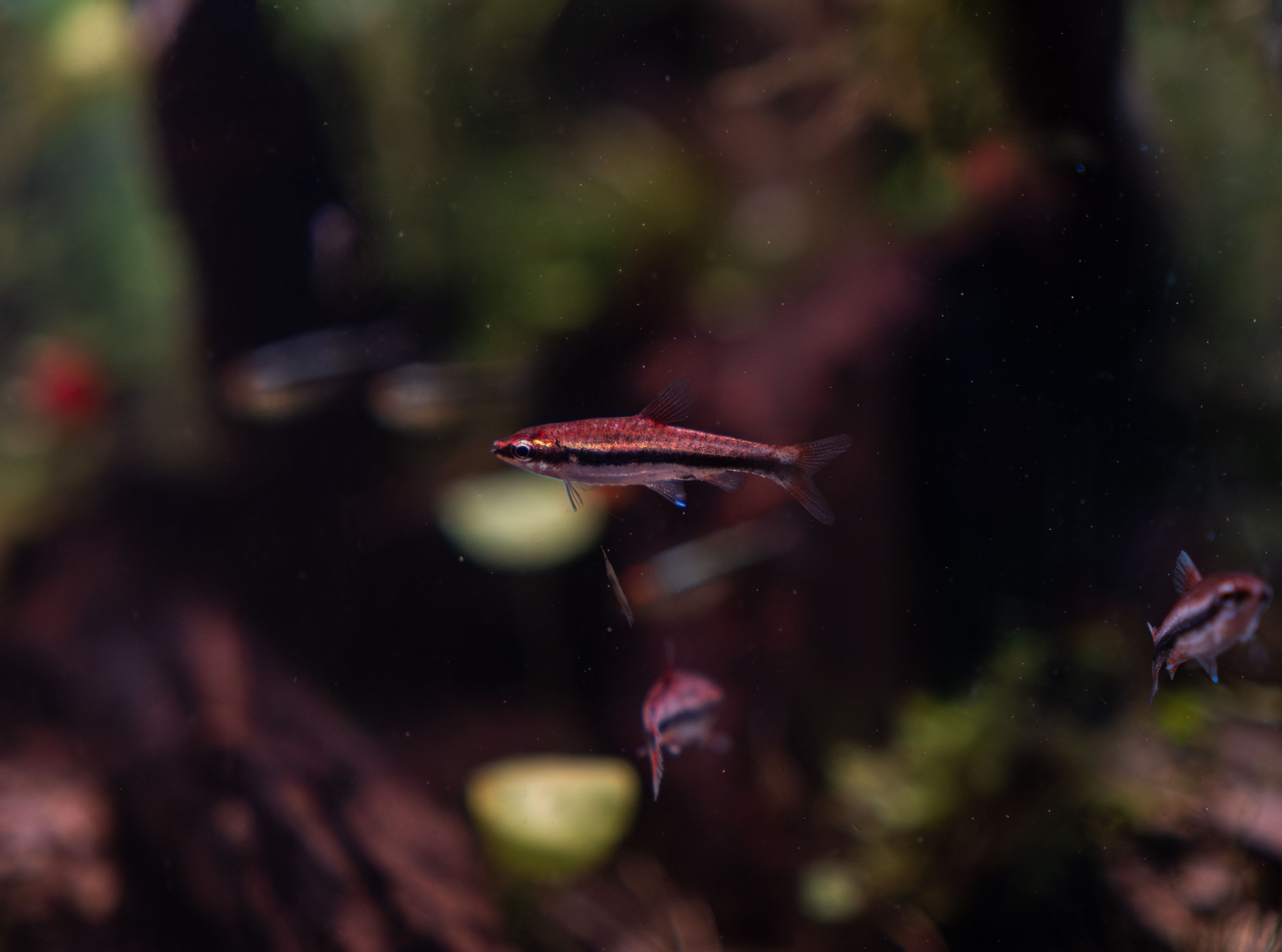 A vivid image of fish in an aquarium, showcasing aquatic life and greenery.