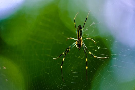 A vibrant spider basking in morning sunlight spins a web against a lush green background at Atlanta Botanical Gardens.