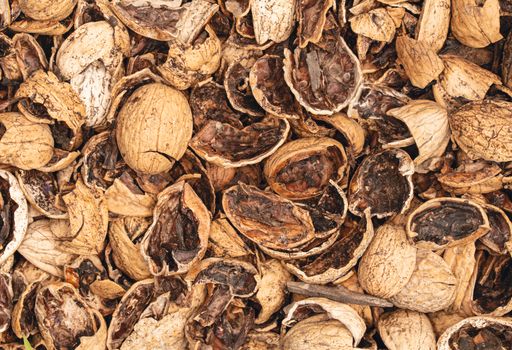 walnuts shell husk