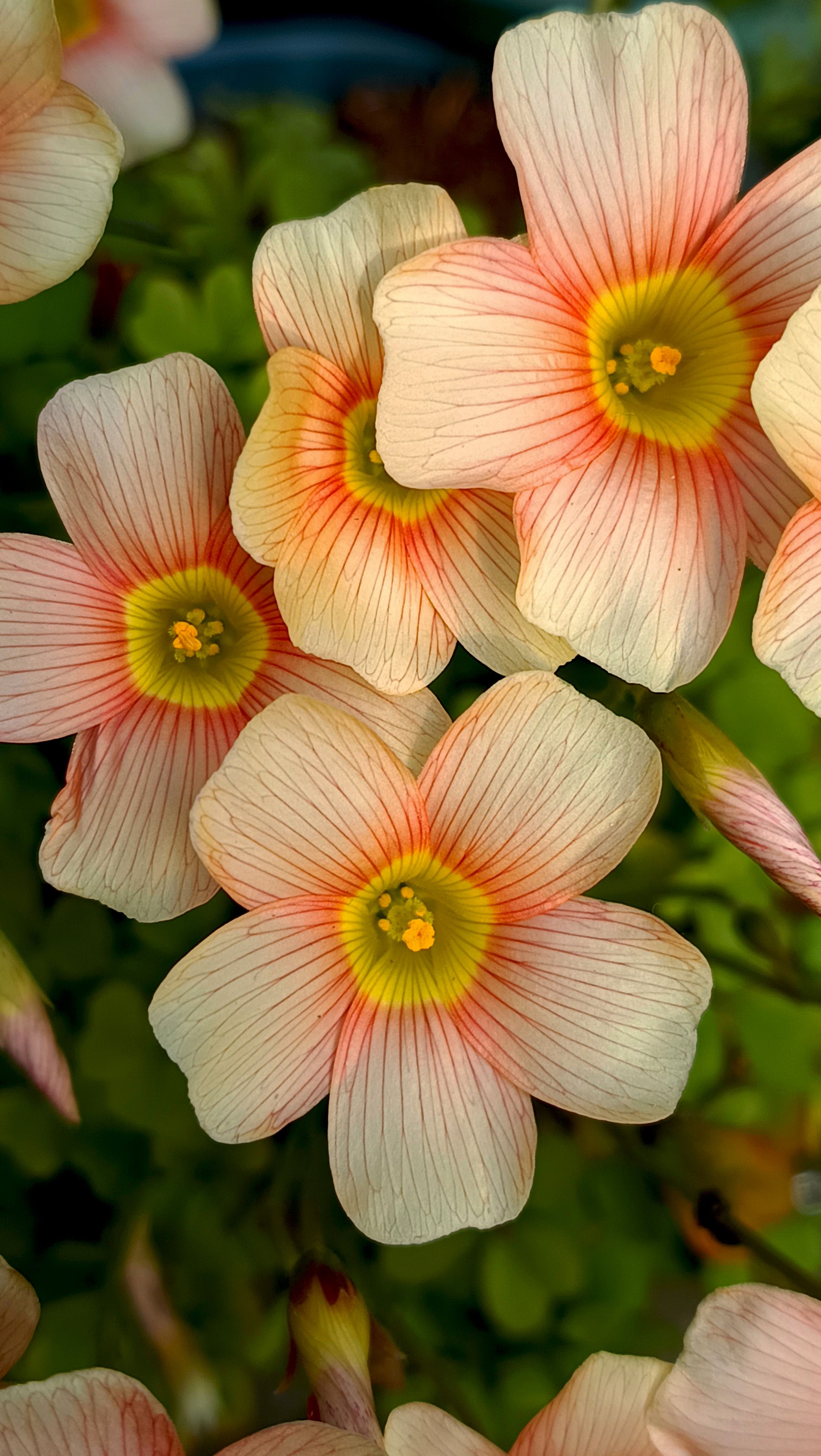 [ColoSach]-vibrant-pink-and-orange-oxalis-flowers-in-a-lush-garden-setting,-showcasing-natural-beauty.
