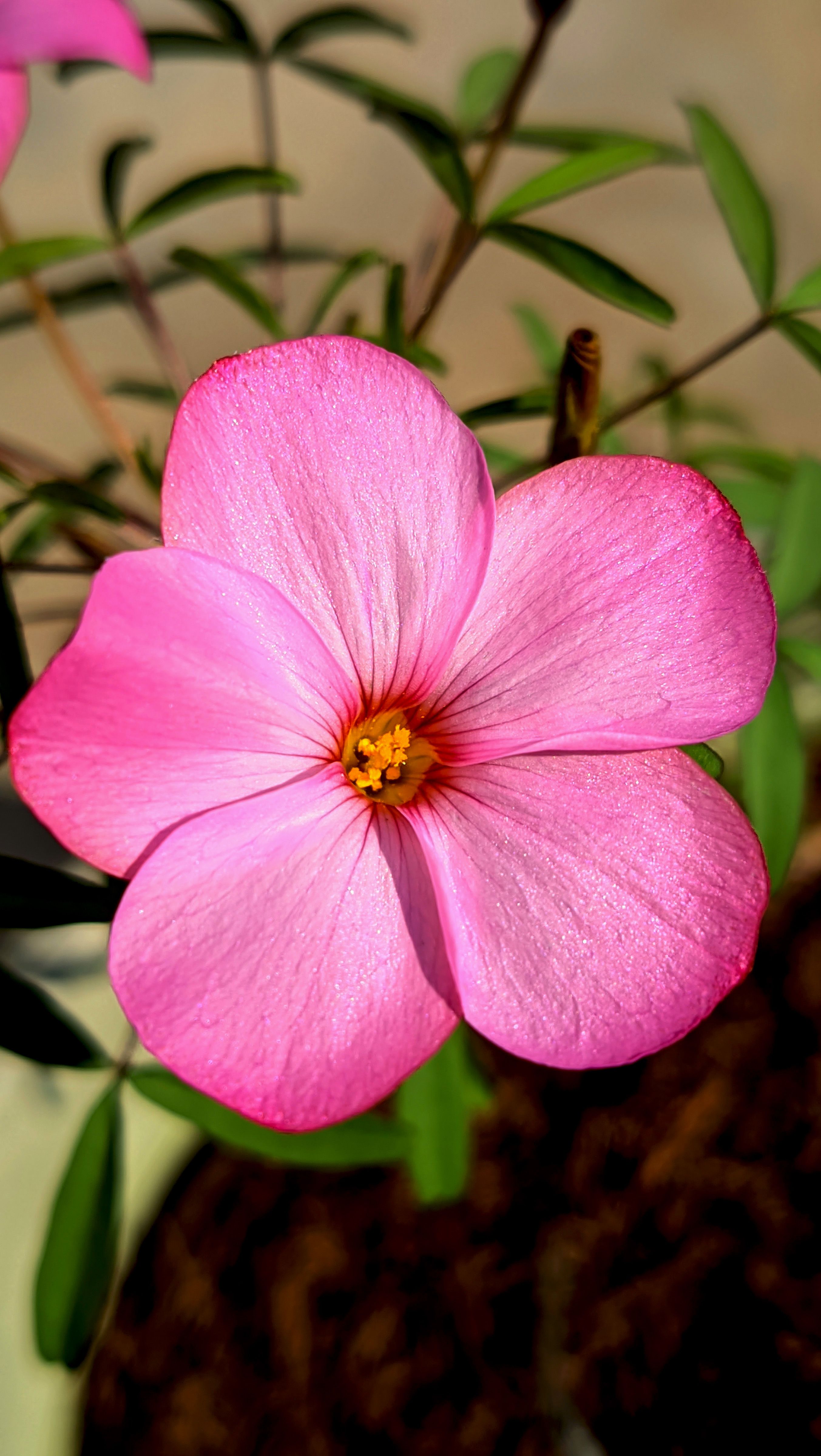 Close-up of a vibrant pink flower basking in sunlight, showcasing its delicate petals.