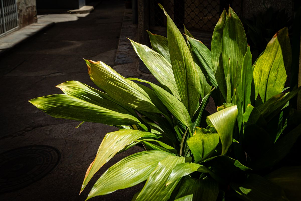 Sunlit green aspidistra plant in urban alleyway highlighting vibrant foliage.