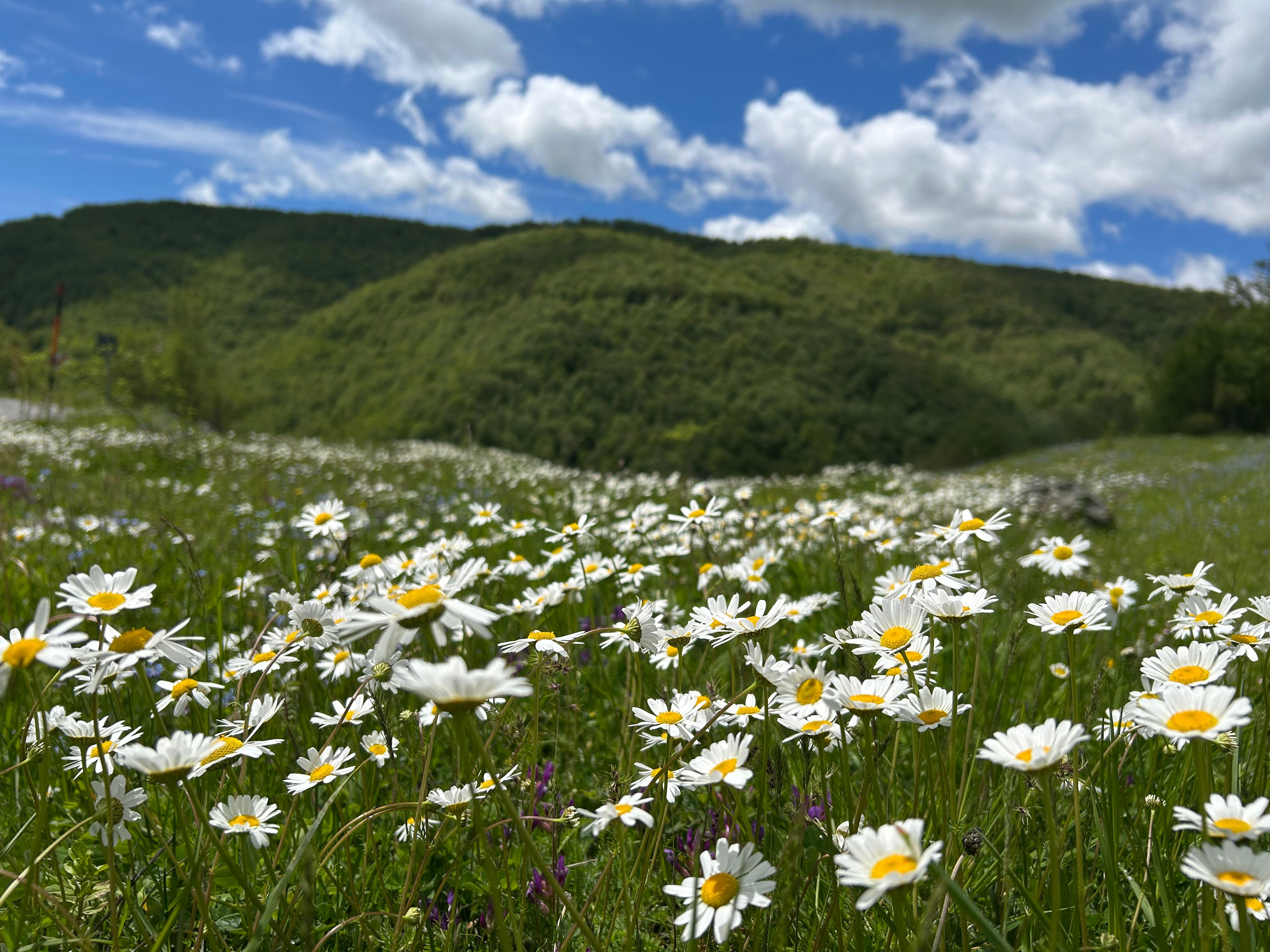 [ColoSach]-a-vibrant-meadow-filled-with-white-daisies-set-against-rolling-green-hills-and-a-bright-blue-sky.