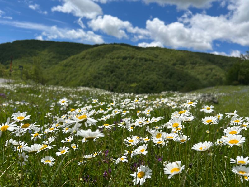 Daisy meadow below a wooded ridge in early summer — photo by Cumâli GÖL on Pexels