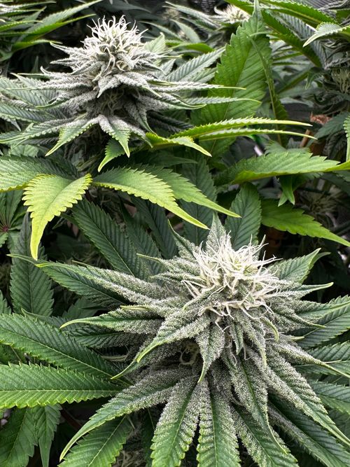 Free Detailed view of cannabis flowers in vibrant green foliage, Germany. Stock Photo