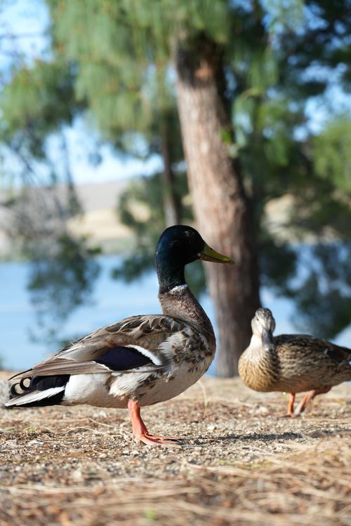 Free Two mallard ducks stand on a lakeshore surrounded by trees during daylight. Stock Photo
