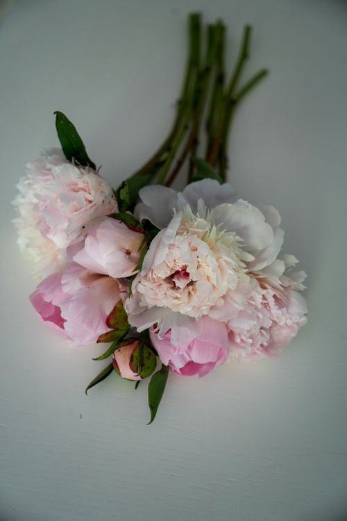 Free A delicate arrangement of pink peonies gracefully placed on a white surface, showcasing their natural beauty. Stock Photo