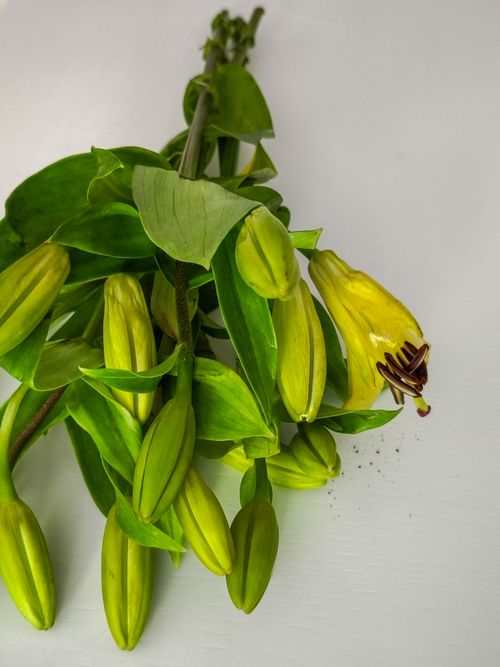 Free A vibrant bouquet of yellow lilies with fresh green leaves captured on a white surface. Stock Photo