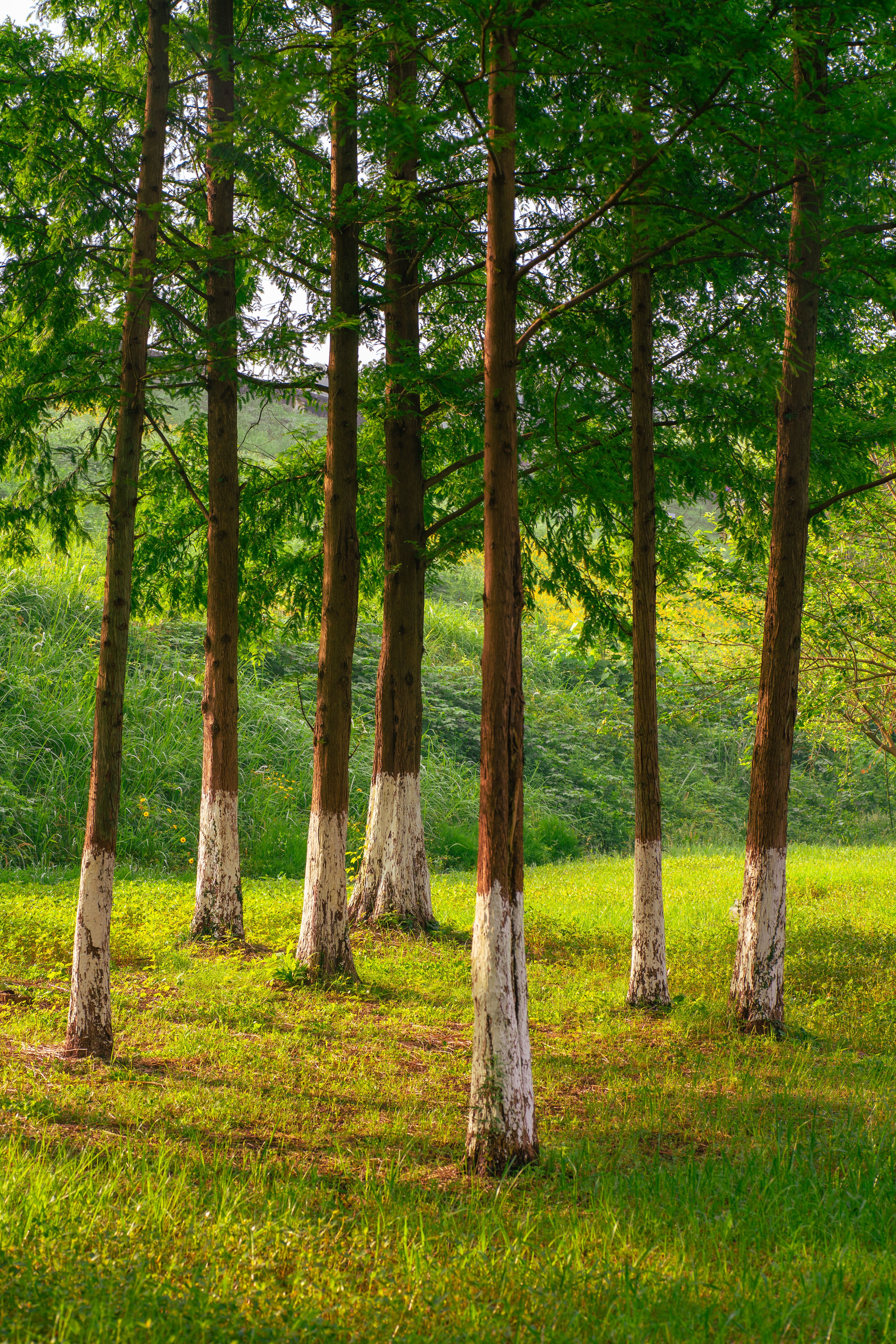Serene landscape of lush green metasequoia trees in summer light. Perfect for nature-themed designs.