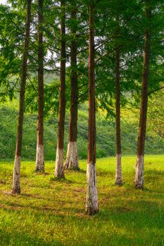 Serene landscape of lush green metasequoia trees in summer light. Perfect for nature-themed designs.