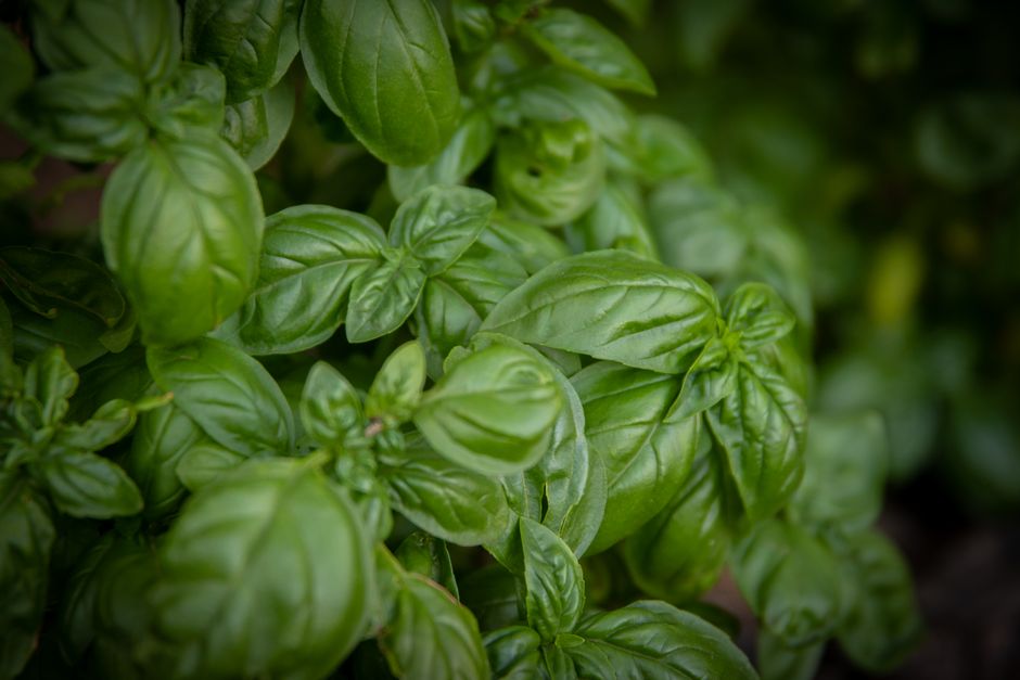 Lush basil plant sitting in a sunny south-facing window with deep green leaves - how much light does basil need indoors Lush basil plant sitting in a sunny south-facing window with deep green leaves - how much light does basil need indoors