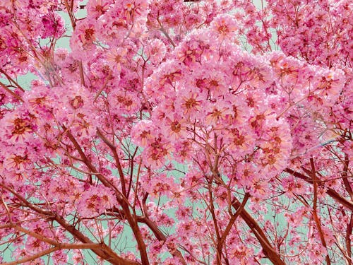 Foto profissional grátis de árvore, cor-de-rosa, flores