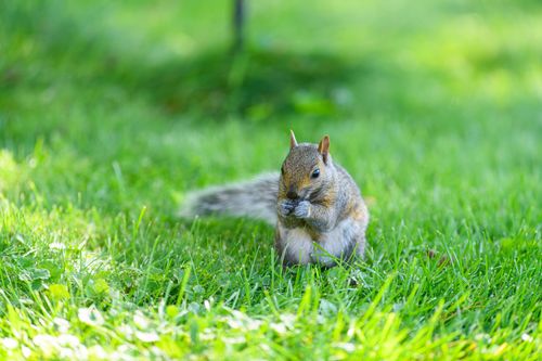 Free A squirrel nibbling on food while sitting in lush green grass during a sunny day. Stock Photo