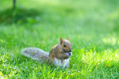 Free Close-up of an Eastern Gray Squirrel eating on a grassy lawn. Vivid, natural outdoor setting. Stock Photo