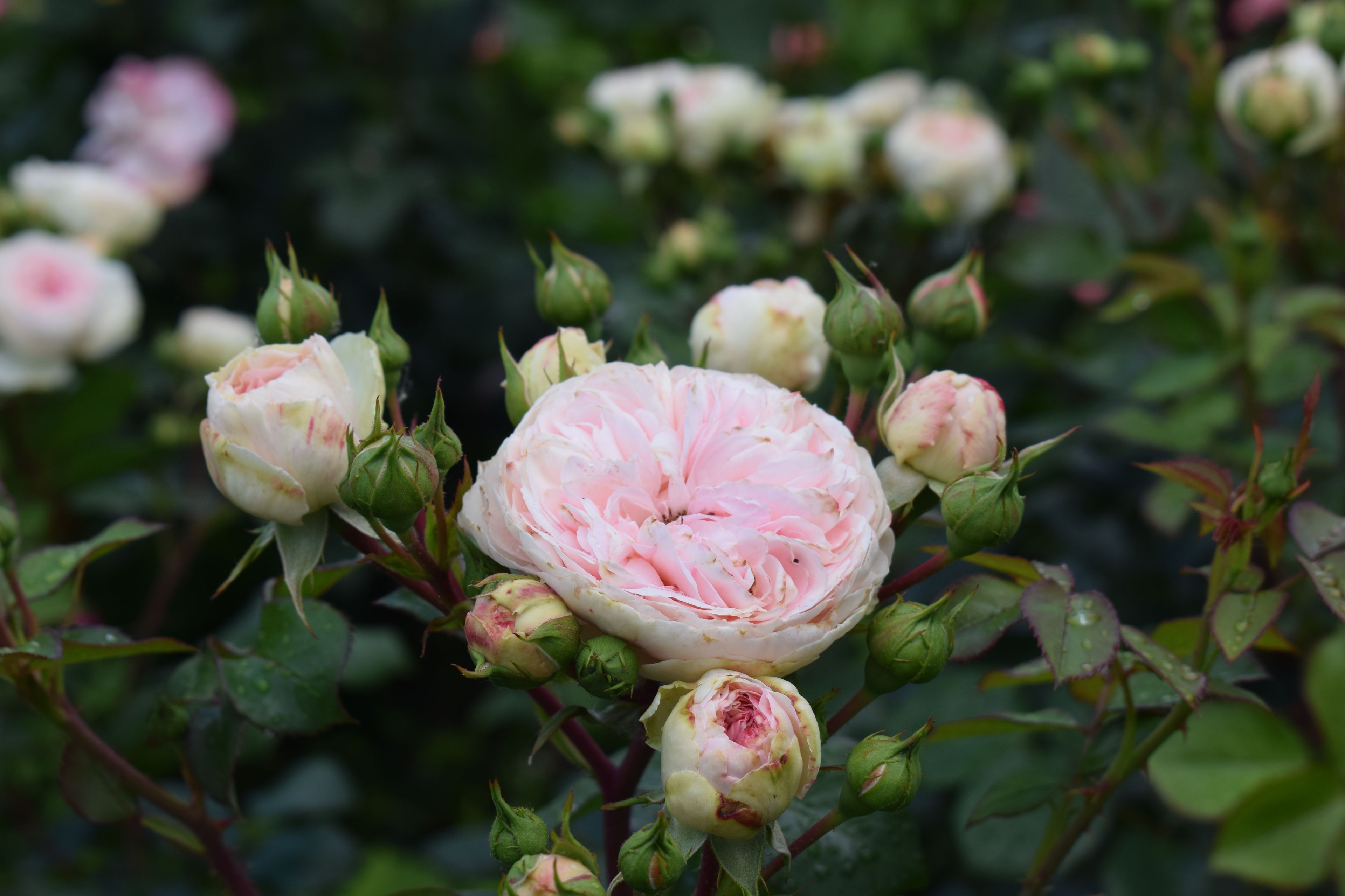 Chelsea Flower Show Chauffeur — chauffeur travel for the occasion