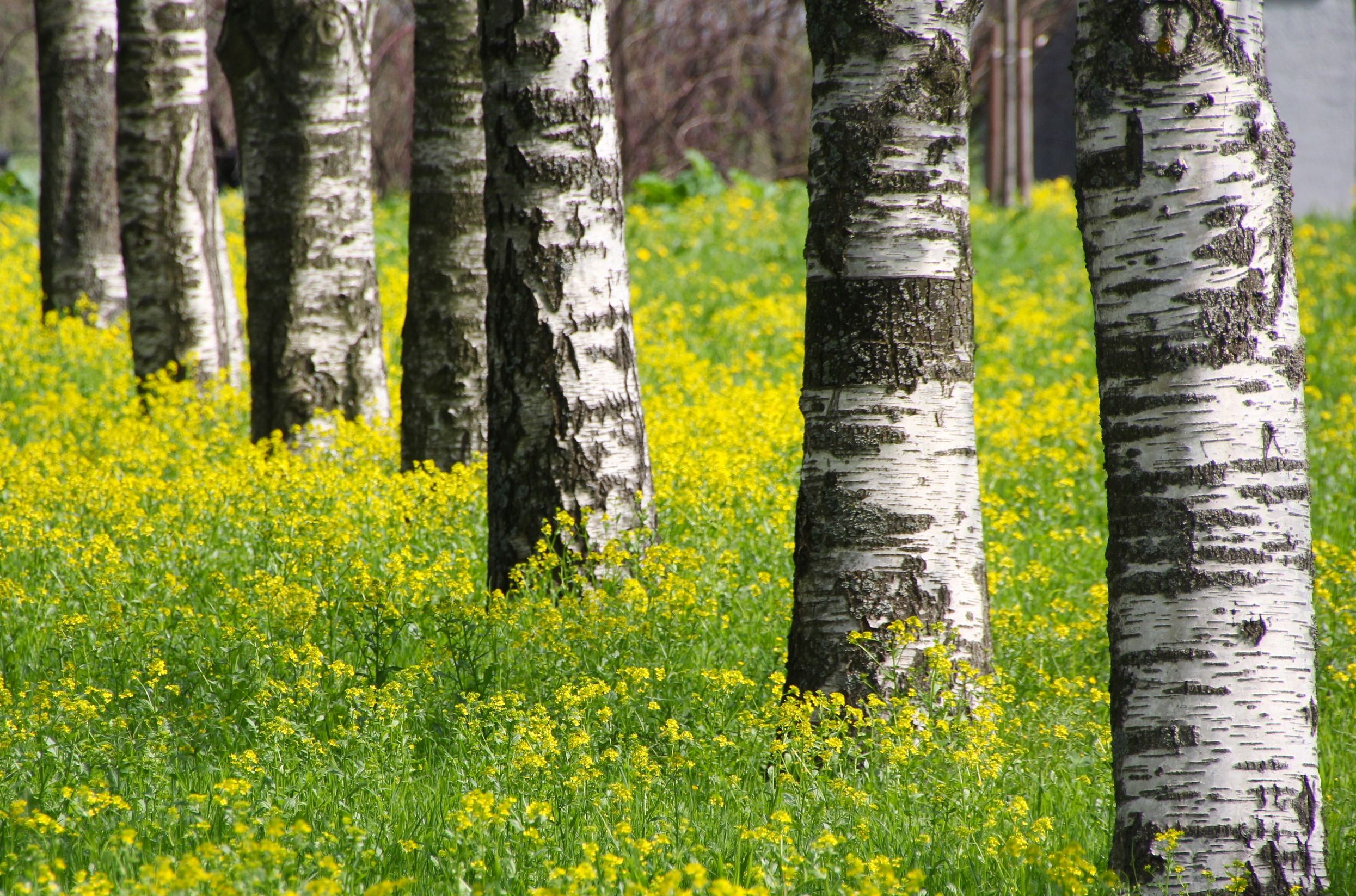 Serene scene of birch trees amidst vibrant yellow wildflowers in a lush green meadow.