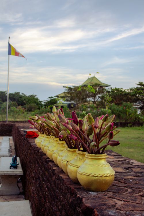 Free Colorful yellow pots with flowers at Seruwawila Temple under the vibrant sky. Stock Photo