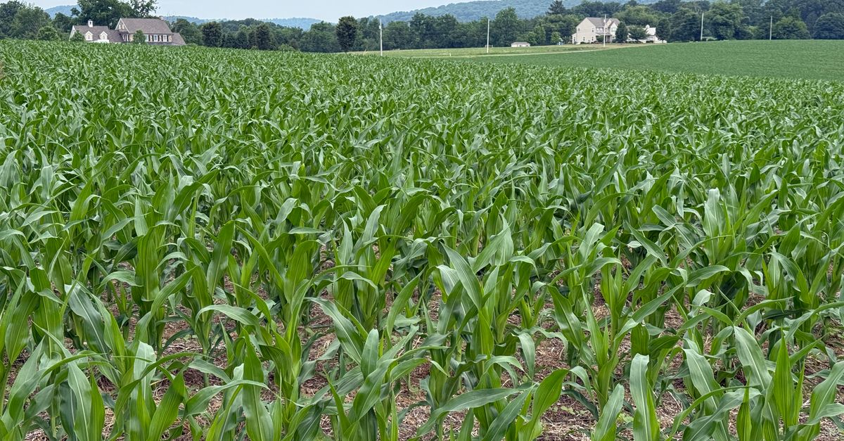 A scenic view of a lush green cornfield with homes in the distance in Lancaster County, Pennsylvania.