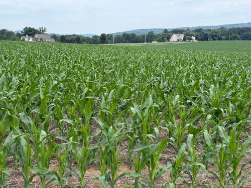 Free A scenic view of a lush green cornfield with homes in the distance in Lancaster County, Pennsylvania. Stock Photo