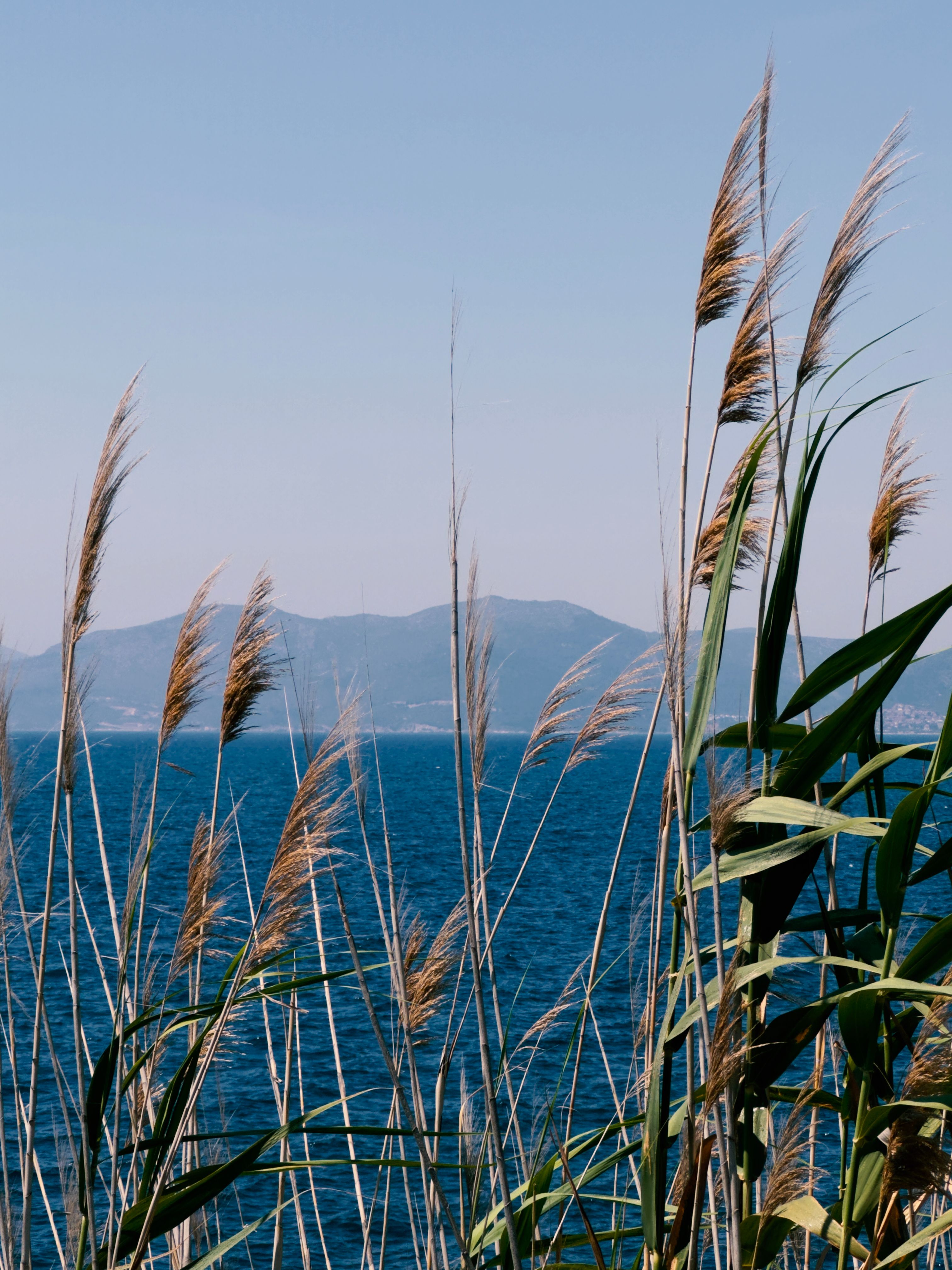 Serene view of the Aegean Sea framed by tall reeds in Kusadasi, Turkey.
