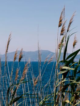 Serene view of the Aegean Sea framed by tall reeds in Kusadasi, Turkey.