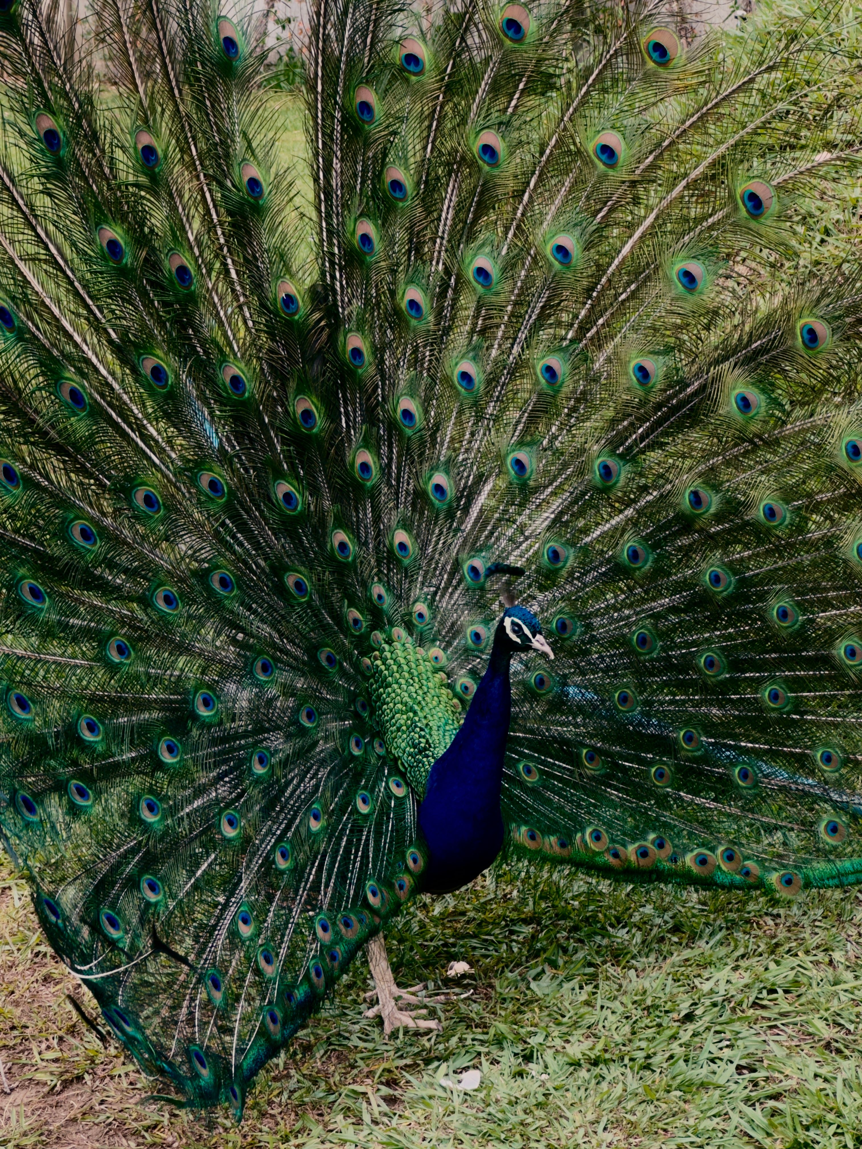 A stunning Indian Peacock showing its vibrant plumage outdoors in İzmir, Turkey.